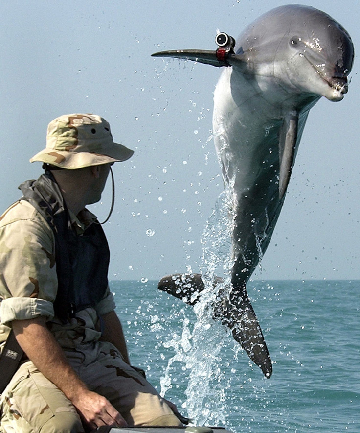 Military-trained Dolphins