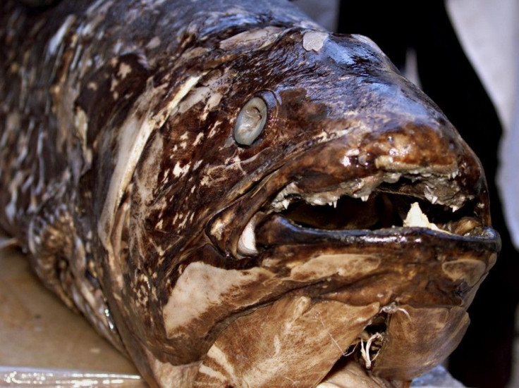 Coelacanth