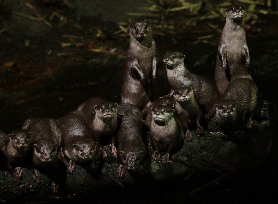 Worlds Smallest Otters