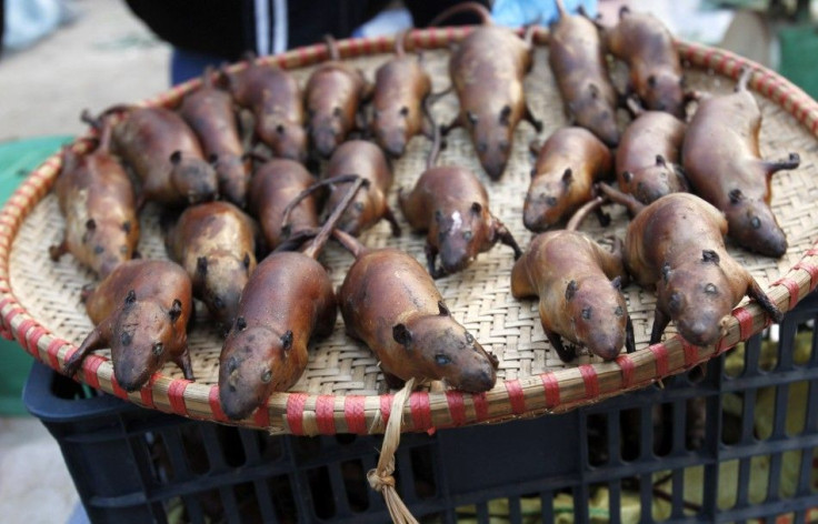 Slaughtered Rats For Sale