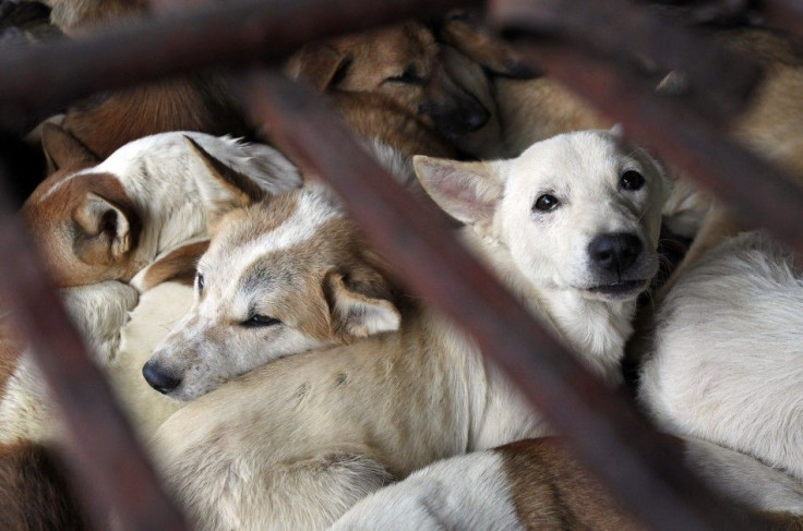 Slaughtered Dogs for Sale