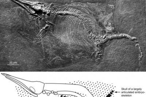 Exploding Dinosaur Carcasses? Didn’t Happen Concludes One Research Group