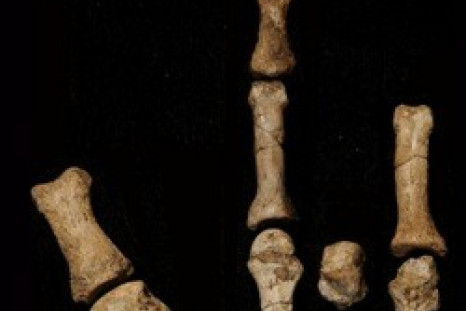 Foot Fossil Reveals Two Human Species Coexisted 3 Million Years Ago