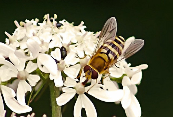 Bee