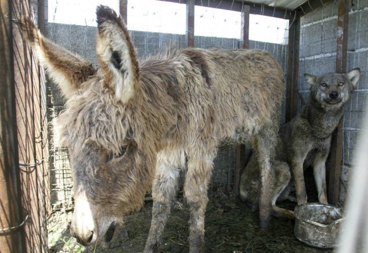 Abandoned Donkeys
