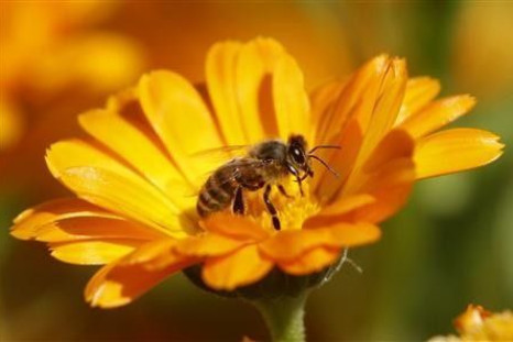 A bee is seen sitting on a Marigold flower in a field of a private plantation near the village of Pishchalovo, about 220 km (138 miles) east of Minsk in this July 18, 2011 file photogaph.