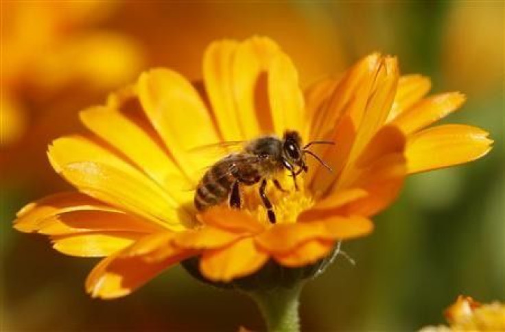 A bee is seen sitting on a Marigold flower in a field of a private plantation near the village of Pishchalovo, about 220 km (138 miles) east of Minsk in this July 18, 2011 file photogaph.