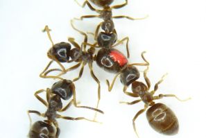 Ant grooming