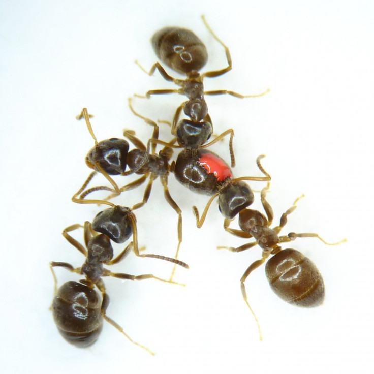 Ant grooming