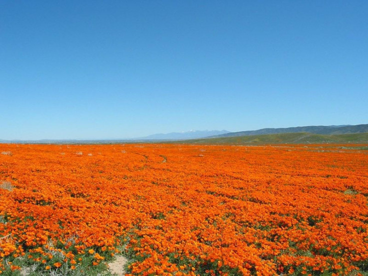 Antelope Valley California Poppy Reserve