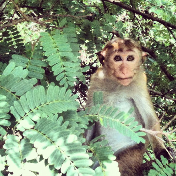 Sri Lanka Monkey