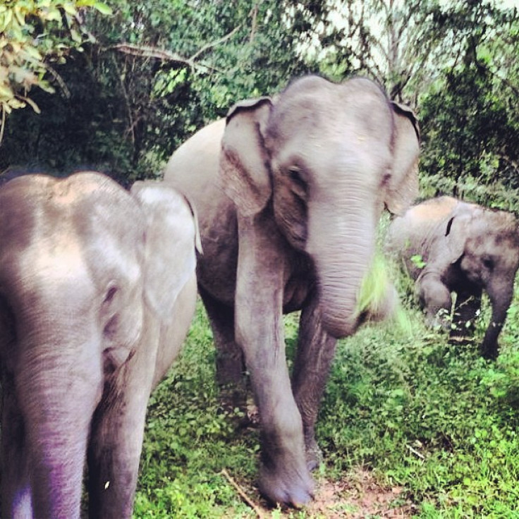 elephants