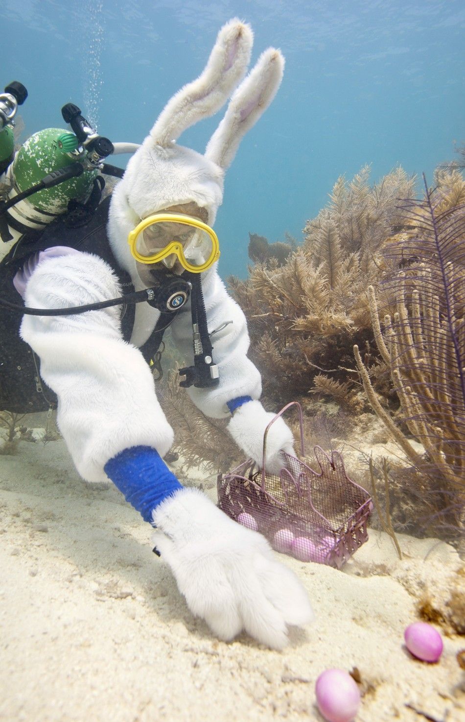 Spencer Slate, costumed as a scuba-diving Easter bunny, positions eggs on the sea floor of the Florida Keys National Marine Sanctuary, off Key Largo, Florida, in this April 2, 2012 handout photo. On Easter Sunday, Slates dive shop is to stage an underwat