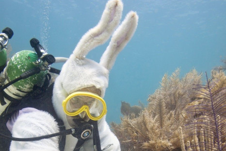 Spencer Slate, costumed as a scuba-diving Easter bunny, positions eggs on the sea floor of the Florida Keys National Marine Sanctuary, off Key Largo, Florida, in this April 2, 2012 handout photo. On Easter Sunday, Slate's dive shop is to stage an underwat