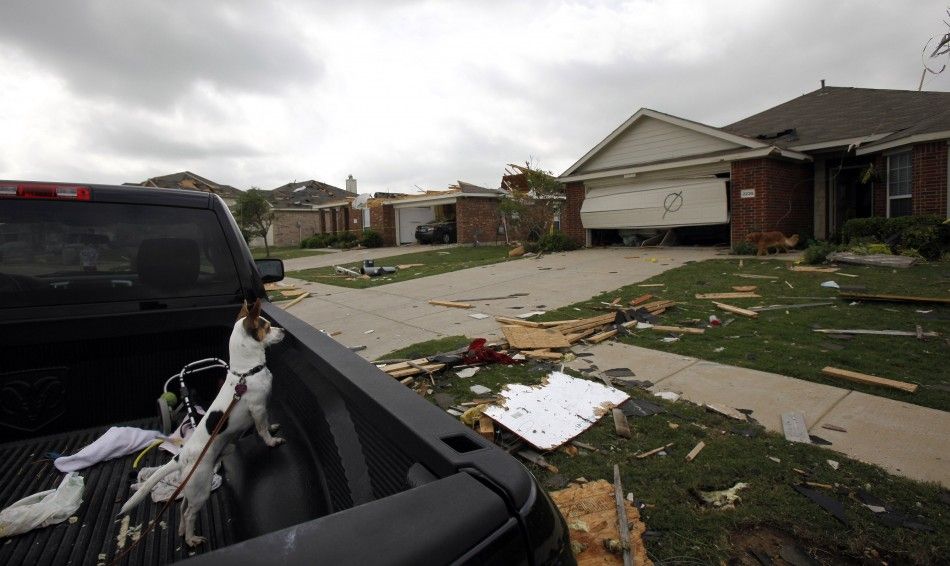 A dog watches the tornado cleanup effort from the back of a pickup truck in Forney