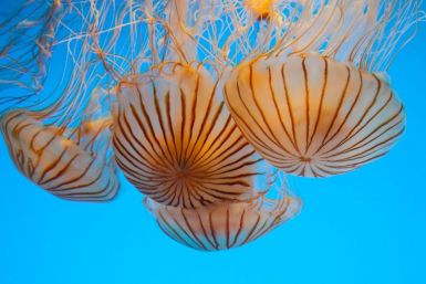 Jellyfish Blooming in Seas Around The World: Causes Signal At Human Activities & Global Warming