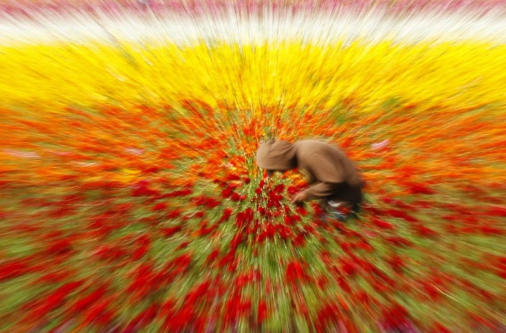 A worker stops to text a message as he hand picks giant tecolote ranunculus flowers at the Flower Fields in Carlsbad, California March 27, 2012.