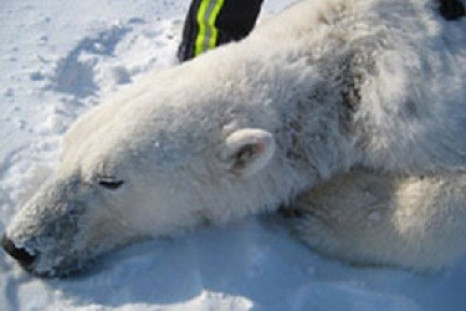 Polar Bear Mysterious Illness