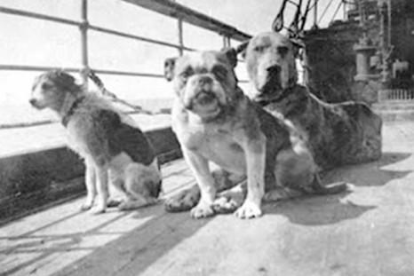 Titanic Dogs