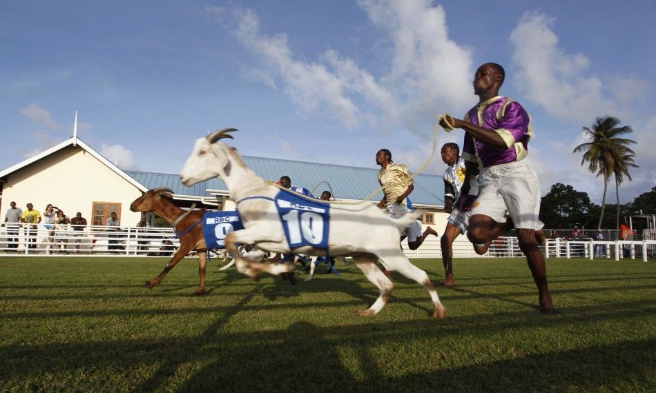 Tobago Islands Annual Goat and Crab Race