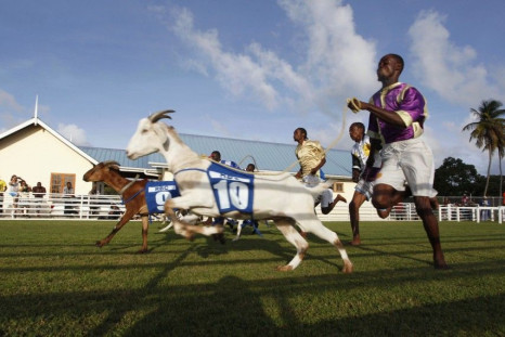 Tobago Island's Annual Goat and Crab Race