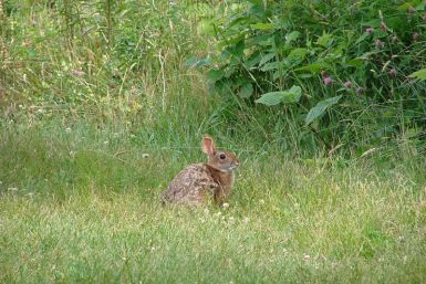 New England Cottontail 