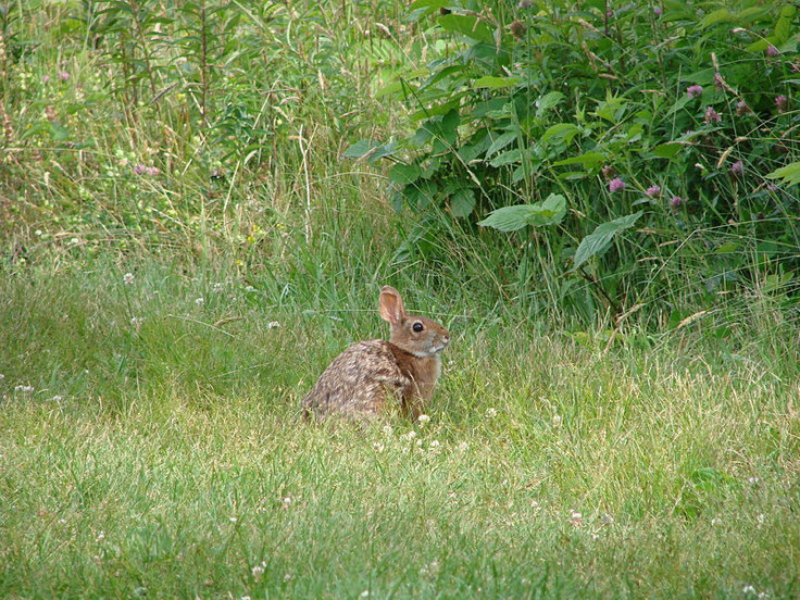 New England Cottontail 