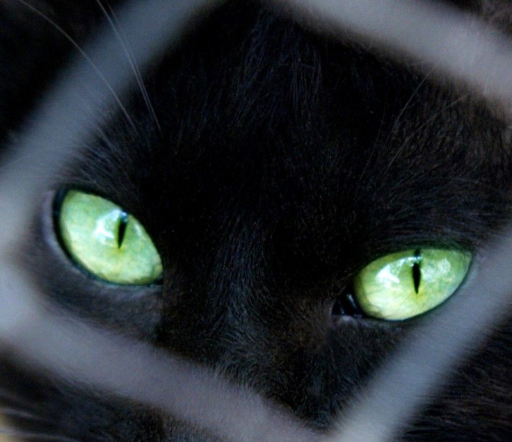 A black cat looks through its cage at a pet shop in Amman