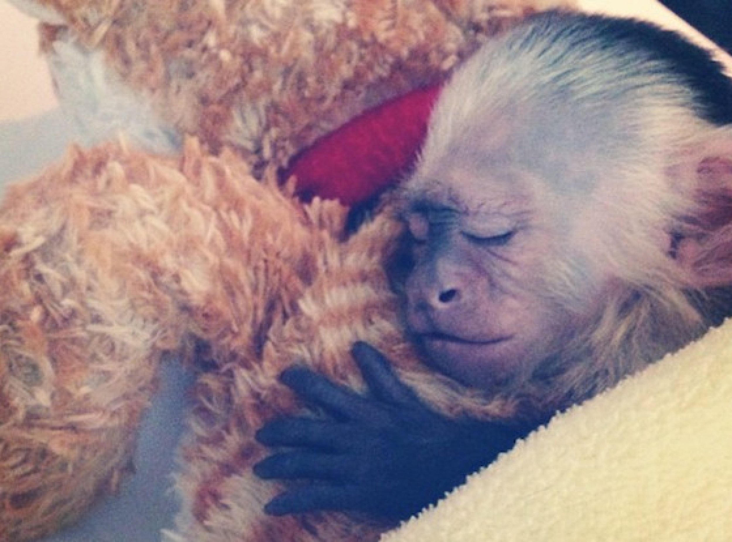 Justin Bieber's Monkey Seized As Sheriff’s Dept. Announces Plans To ...