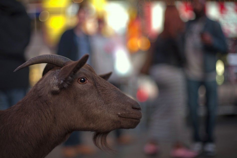 Pet goat Cocoa is seen at an intersection in Manhattan, New York