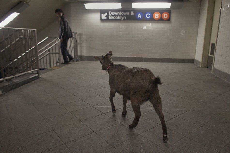 Cyrus Fakroddins pet goat Cocoa enters the downtown subway station at Columbus Circle in New York