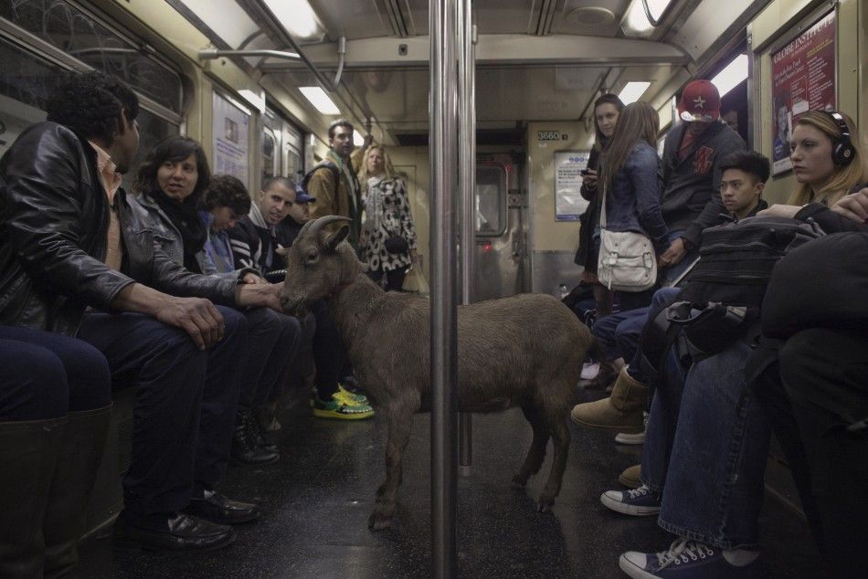 Fakroddin and his pet goat Cocoa ride the downtown C train in New York