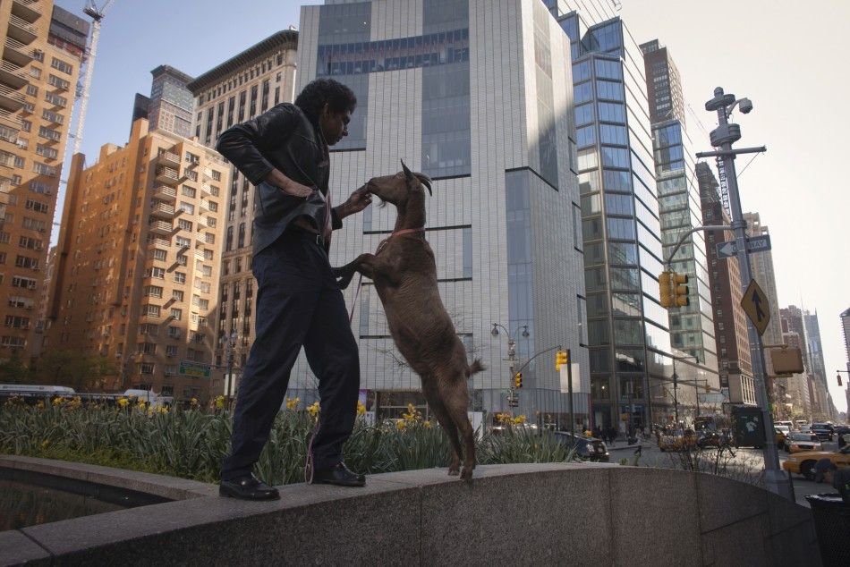 Cyrus Fakroddin feeds his pet goat Cocoa in Columbus Circle, New York,