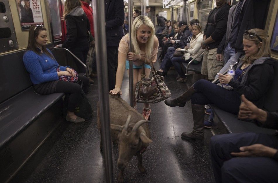 Cyrus Fakroddin and his pet goat Cocoa ride the downtown C train in New York