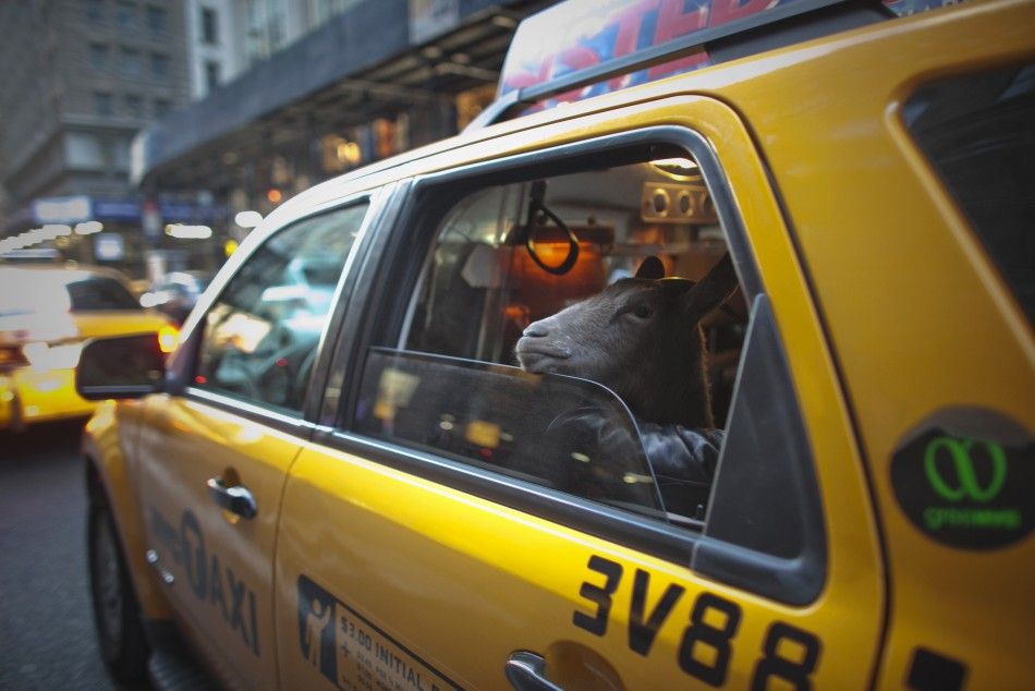 Cyrus Fakroddin and his pet goat Cocoa take a taxi ride in New York