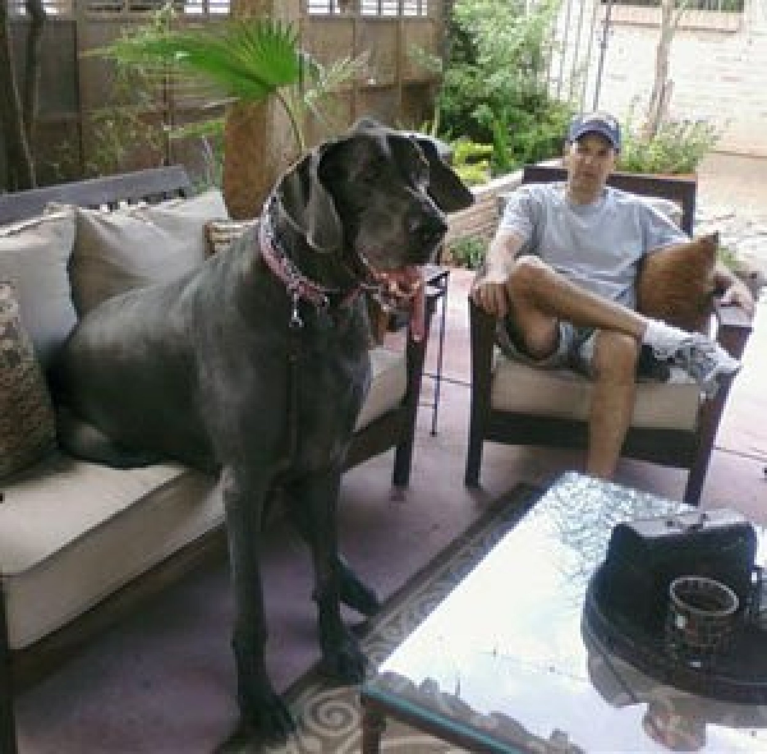 giant george dog