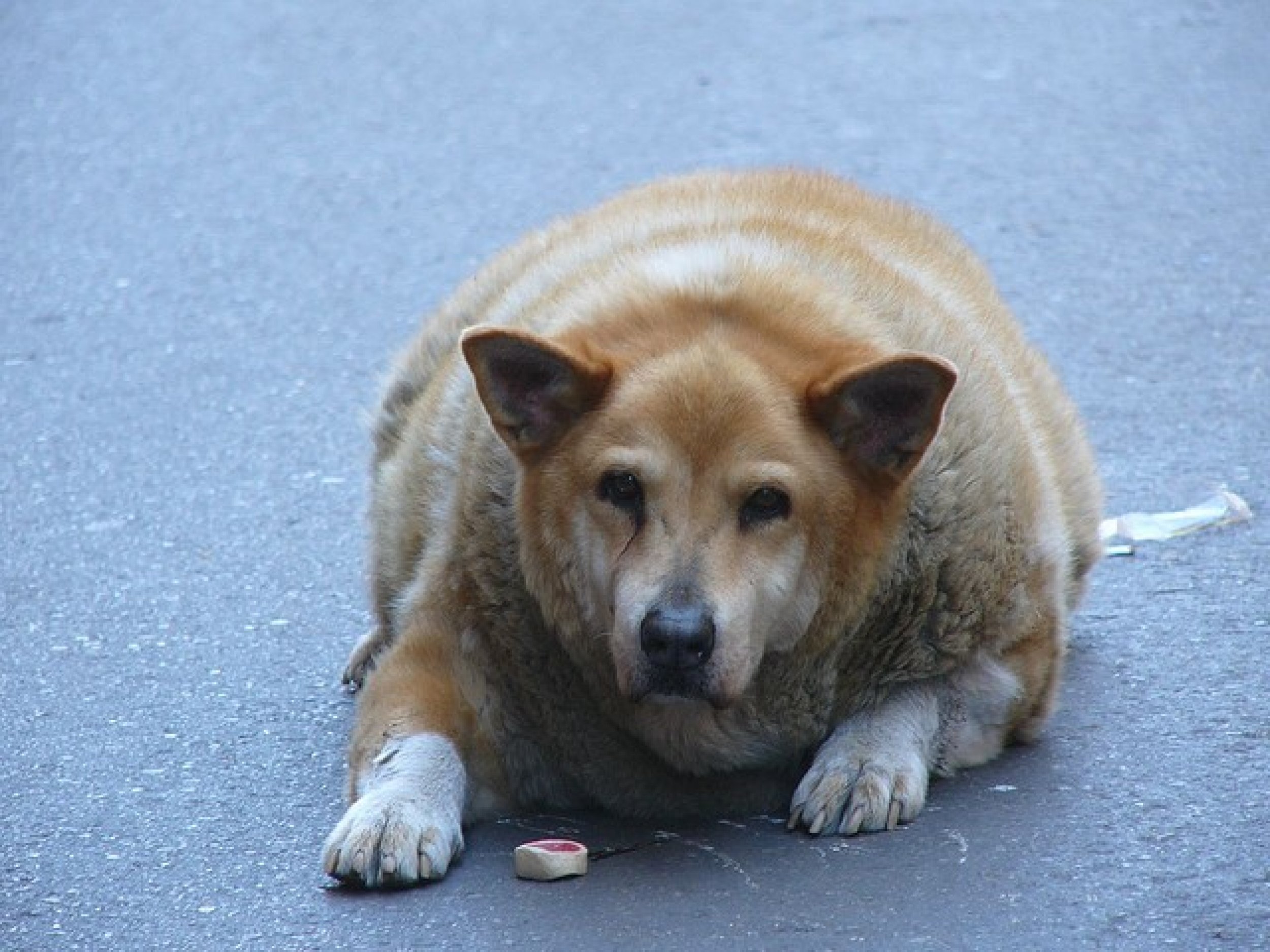Fattest Dog