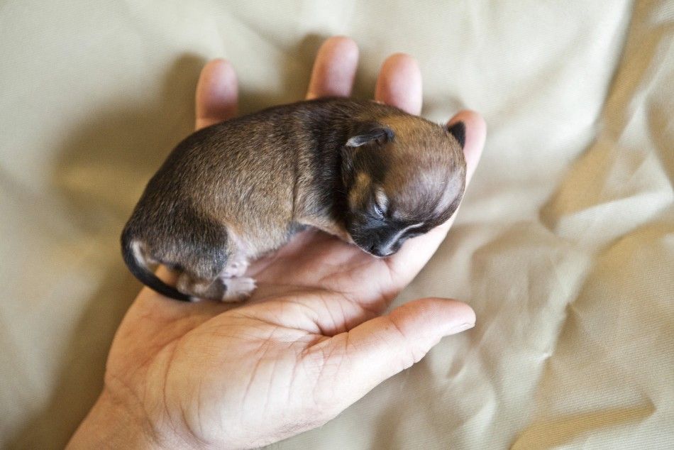 Beyonce Worlds Smallest Dog