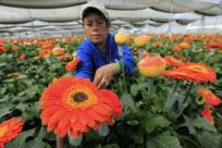 A Colombian grower ties nets around gerberas flowers at Elite greenhouse in Facatativa October 6, 2011.