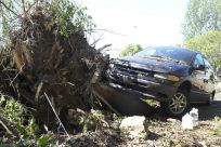 A car damaged by an uprooted tree during a tornado is seen in the southern area of Wichita, Kansas