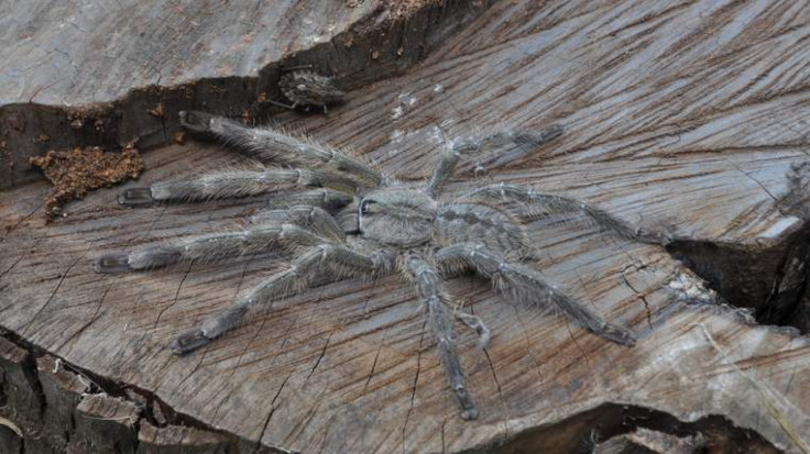 face-sized tarantula