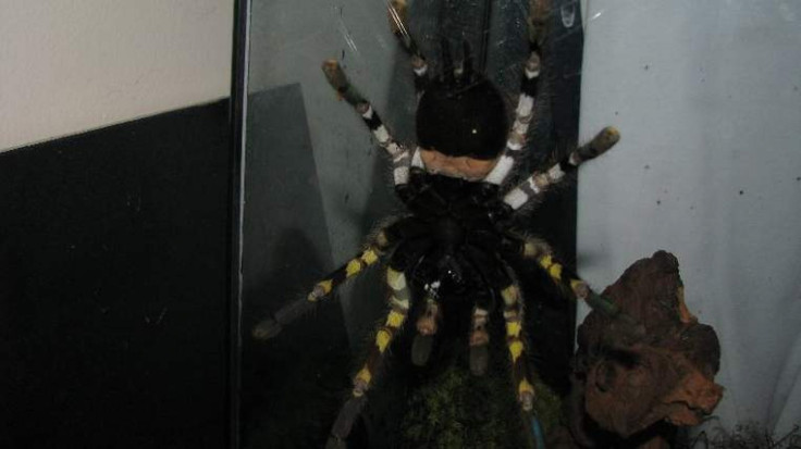 face-sized tarantula
