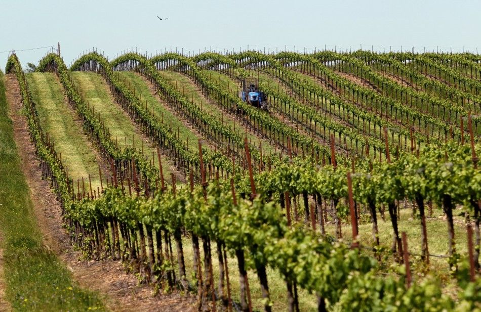 Appeal of Organic Products Seeps into Wine Industry | IBTimes