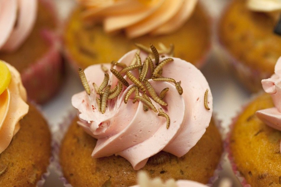 Cupcakes Made From Insects