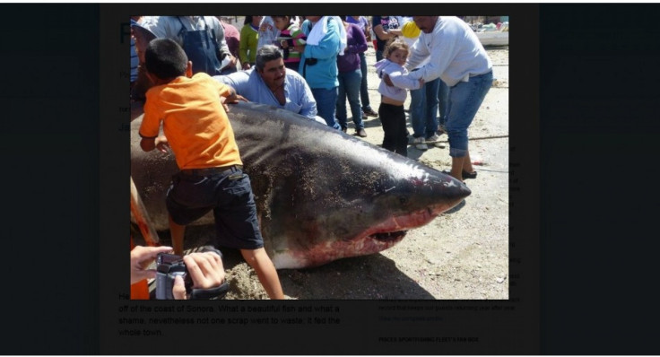 2000 Pound Shark