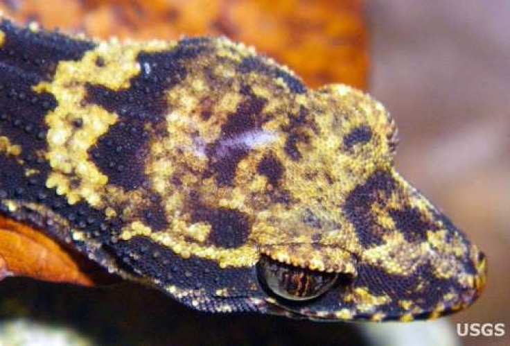 Bumblebee Gecko