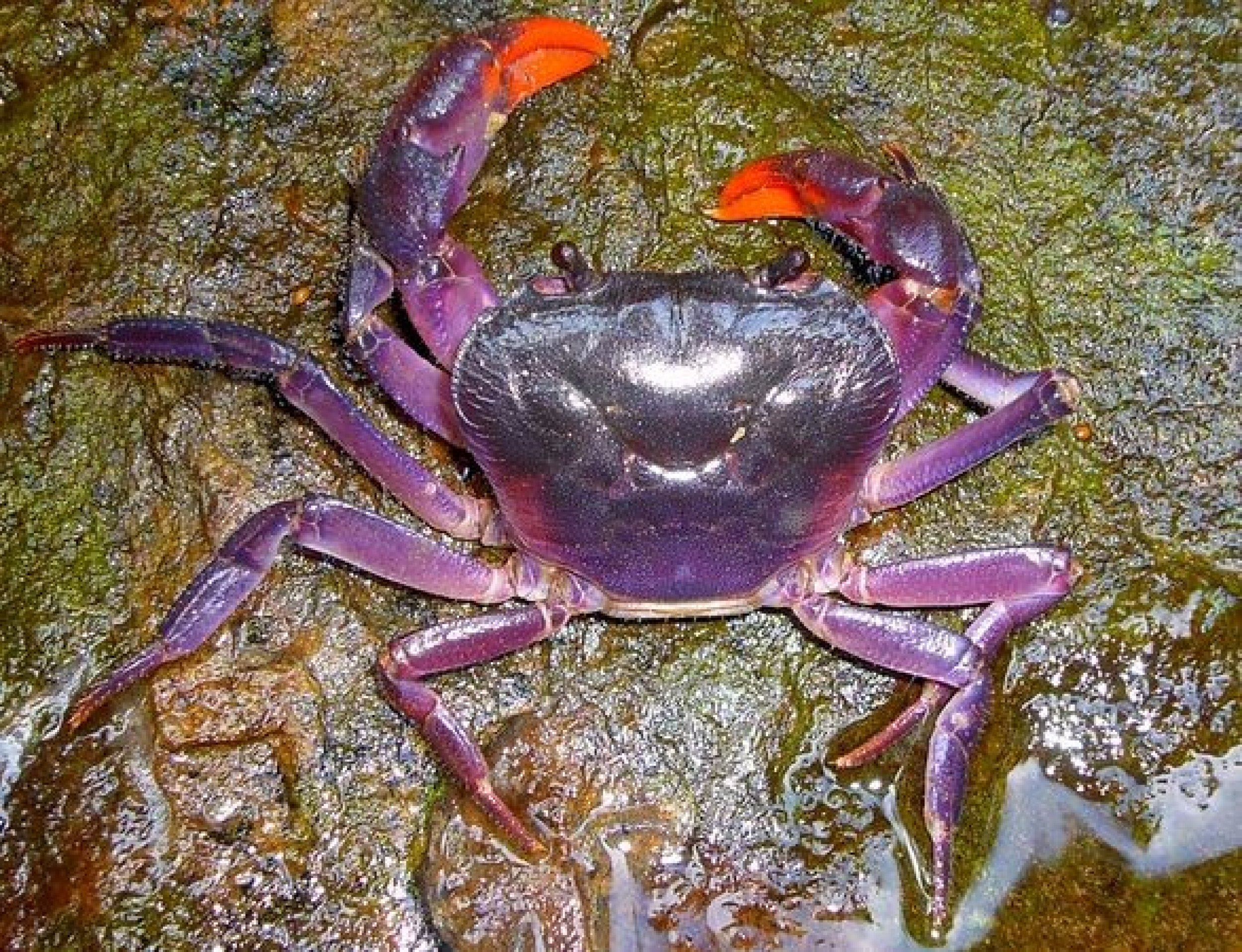 Scientists Discover Purple Crab on Island Of Palawan