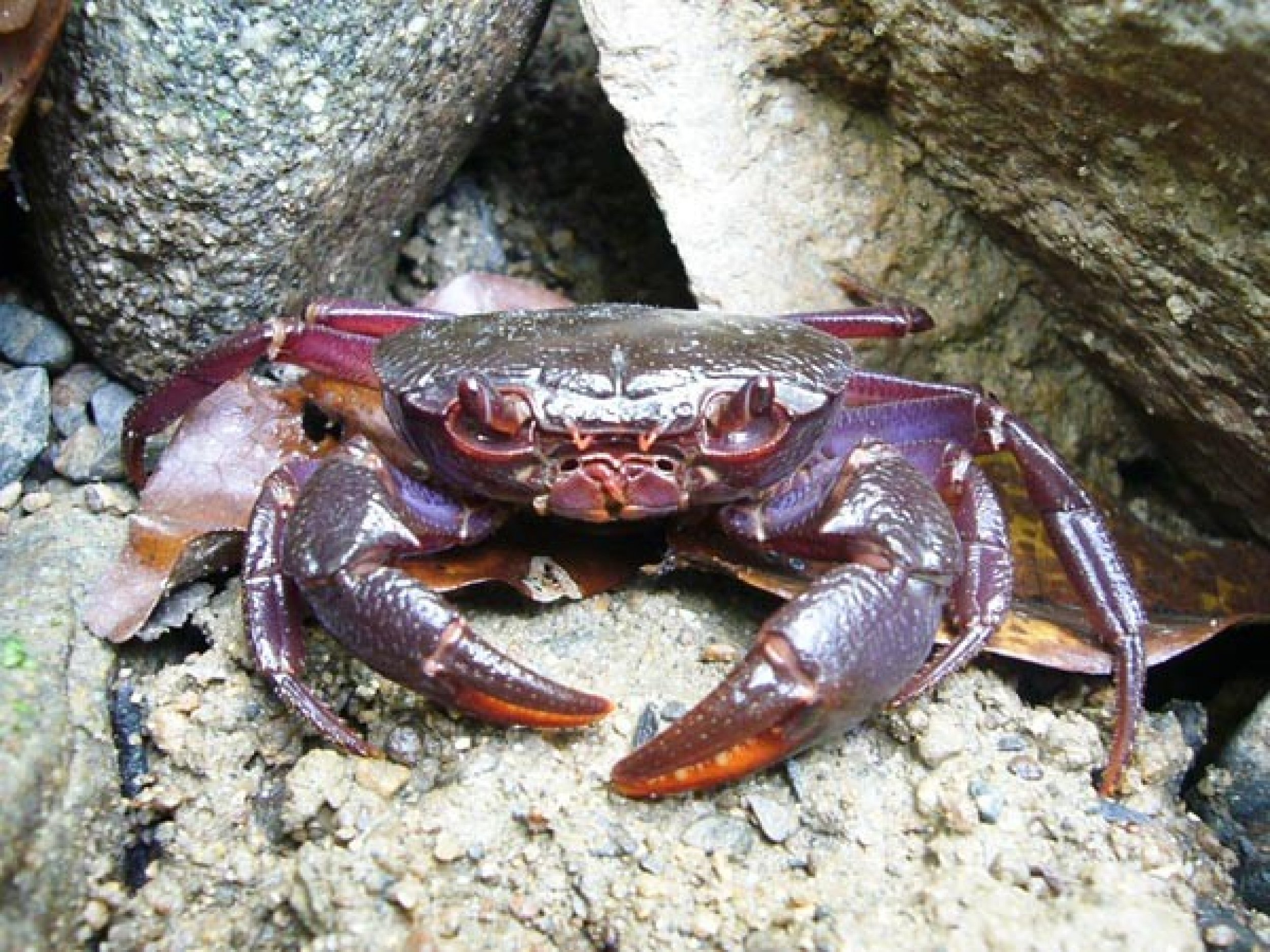Scientists Discover Purple Crab on Island Of Palawan