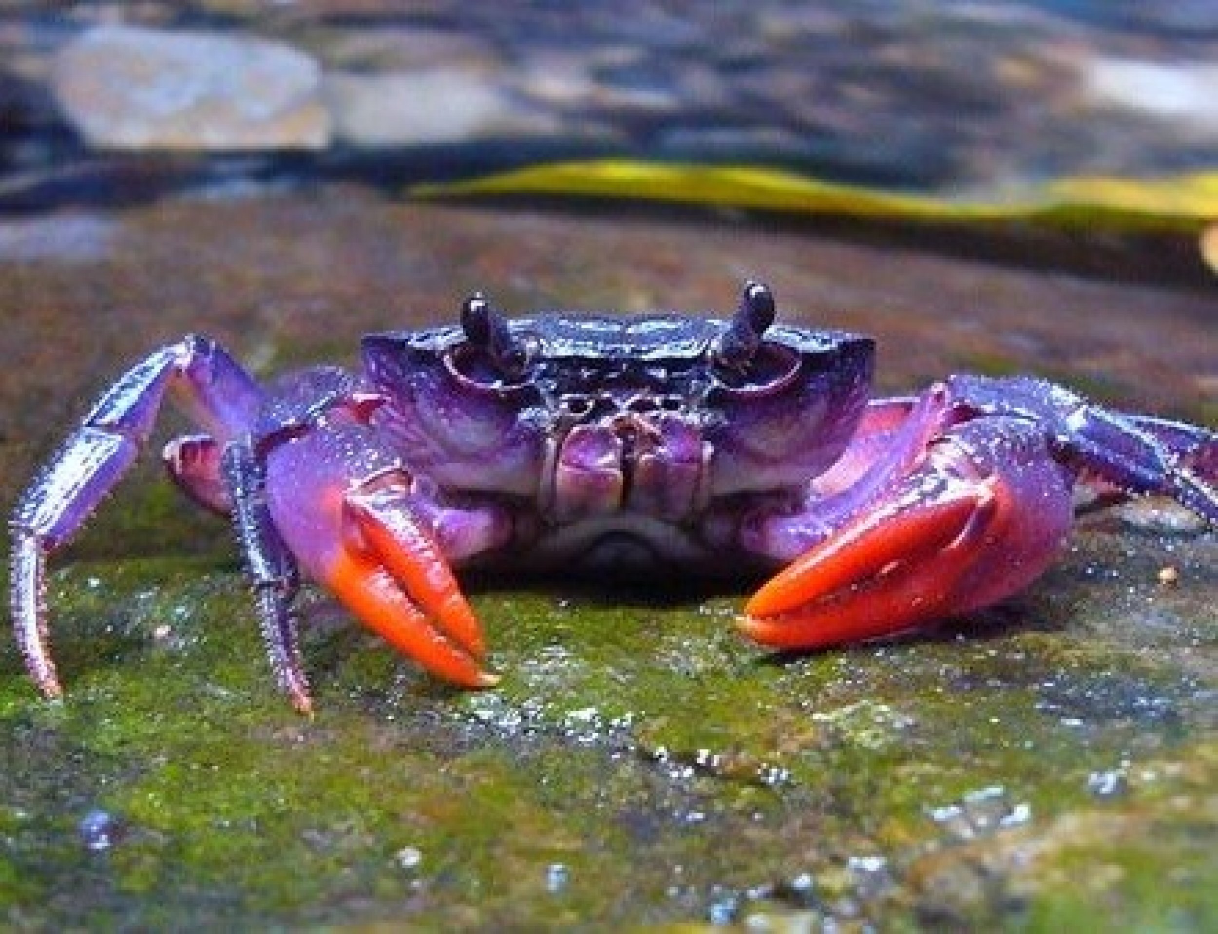 Scientists Discover Purple Crab on Island Of Palawan 