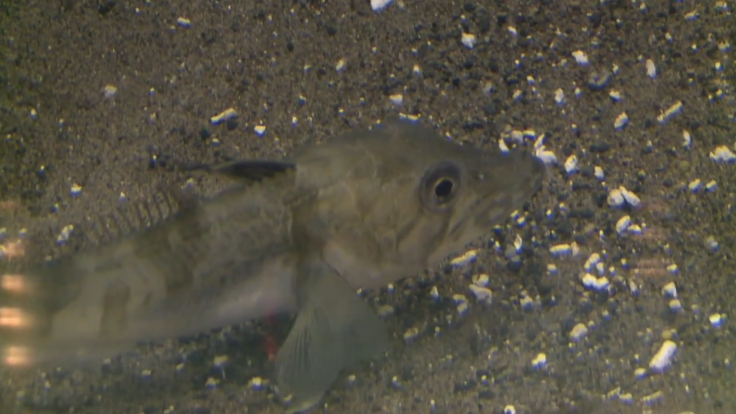 ocellated icefish 